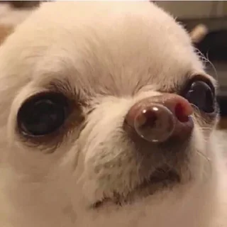😪-Забавные животные 2 (@safthome), Telegram Sticker