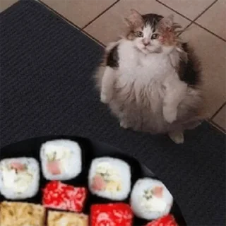 🍣-Забавные животные 2 (@safthome), Telegram Sticker