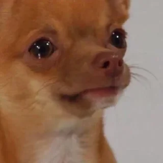 🥺-Забавные животные 2 (@safthome), Telegram Sticker