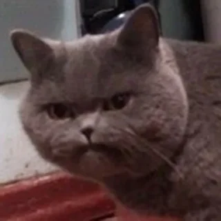 😠-Забавные животные 2 (@safthome), Telegram Sticker