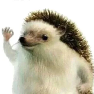 👌-Забавные животные 2 (@safthome), Telegram Sticker