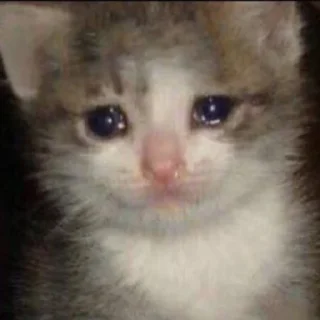 🥺-Забавные животные 2 (@safthome), Telegram Sticker