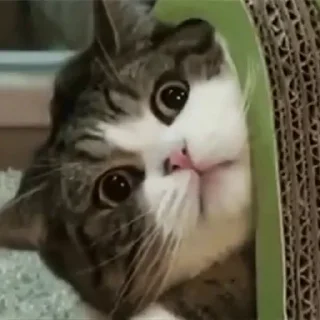 😳-Забавные животные 2 (@safthome), Telegram Sticker