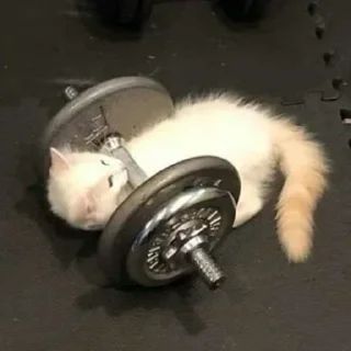💪-Забавные животные 2 (@safthome), Telegram Sticker