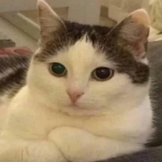 🤔-Забавные животные 2 (@safthome), Telegram Sticker