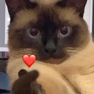 🥰-Забавные животные 2 (@safthome), Telegram Sticker