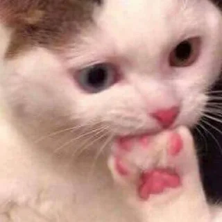😶-Забавные животные 2 (@safthome), Telegram Sticker