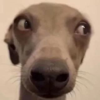 😏-Забавные животные 2 (@safthome), Telegram Sticker