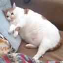 😥-Забавные животные 2 (@safthome), Telegram Sticker