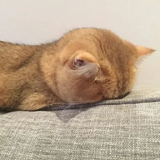 😴-Забавные животные 2 (@safthome), Telegram Sticker