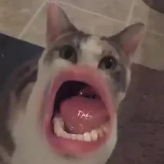 😲-Забавные животные 2 (@safthome), Telegram Sticker