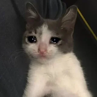 🥺-Забавные животные 2 (@safthome), Telegram Sticker