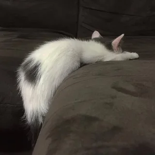 😴-Забавные животные 2 (@safthome), Telegram Sticker