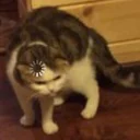 😑-Забавные животные 2 (@safthome), Telegram Sticker