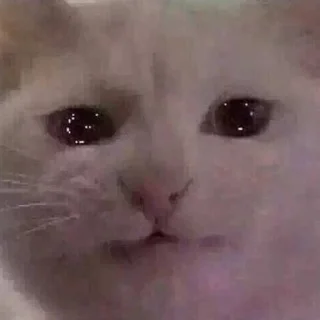 🥺-Забавные животные 2 (@safthome), Telegram Sticker