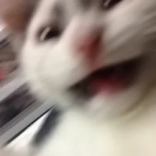 😨-Забавные животные 2 (@safthome), Telegram Sticker