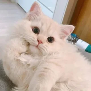 🤔-Забавные животные 2 (@safthome), Telegram Sticker