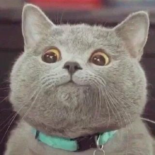 😏-Забавные животные 2 (@safthome), Telegram Sticker