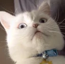 😮-Забавные животные 2 (@safthome), Telegram Sticker