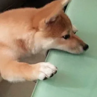 😩-Забавные животные 2 (@safthome), Telegram Sticker