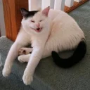 😆-Забавные животные 2 (@safthome), Telegram Sticker