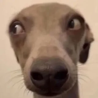 😏-Забавные животные 2 (@safthome), Telegram Sticker