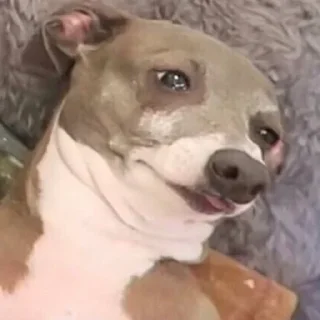 🥺-Забавные животные 2 (@safthome), Telegram Sticker