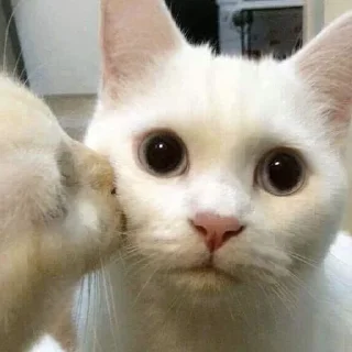 😘-Забавные животные 2 (@safthome), Telegram Sticker
