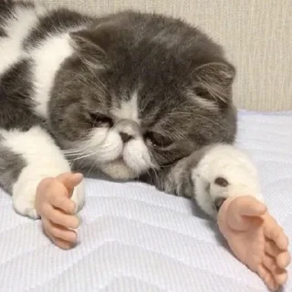😞-Забавные животные 2 (@safthome), Telegram Sticker