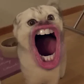 😲-Забавные животные 2 (@safthome), Telegram Sticker