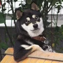 😏-Забавные животные 2 (@safthome), Telegram Sticker