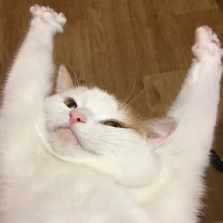 🙃-Забавные животные 2 (@safthome), Telegram Sticker