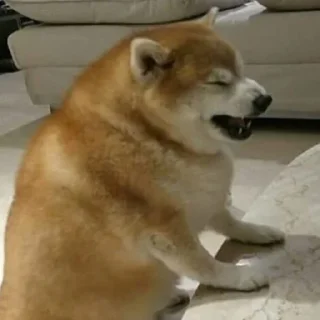 😁-Забавные животные 2 (@safthome), Telegram Sticker