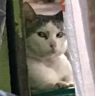 😑-Забавные животные 2 (@safthome), Telegram Sticker