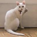 👍-Забавные животные 2 (@safthome), Telegram Sticker