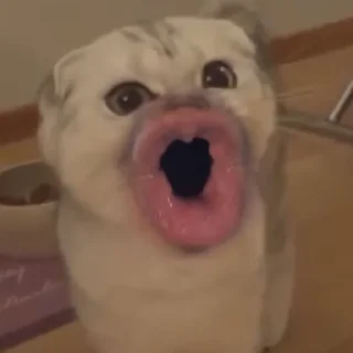 😲-Забавные животные 2 (@safthome), Telegram Sticker