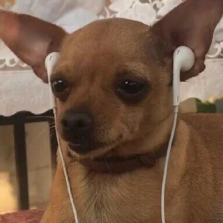 🎧-Забавные животные 2 (@safthome), Telegram Sticker