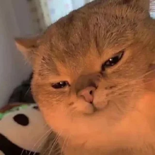 😏-Забавные животные 2 (@safthome), Telegram Sticker