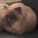 ☹-Забавные животные 2 (@safthome), Telegram Sticker