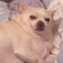 😑-Забавные животные 2 (@safthome), Telegram Sticker