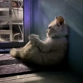 😒-Забавные животные 2 (@safthome), Telegram Sticker