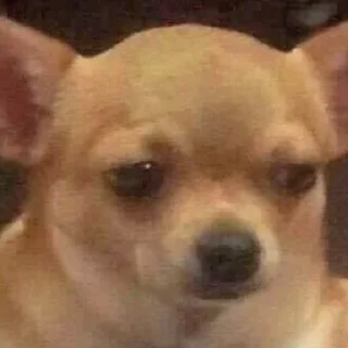 😒-Забавные животные 2 (@safthome), Telegram Sticker