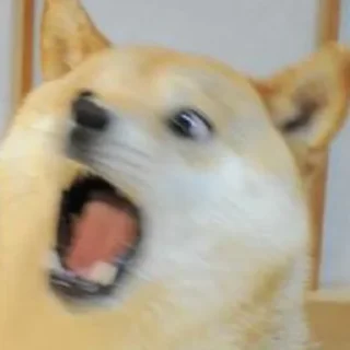 😲-Забавные животные 2 (@safthome), Telegram Sticker