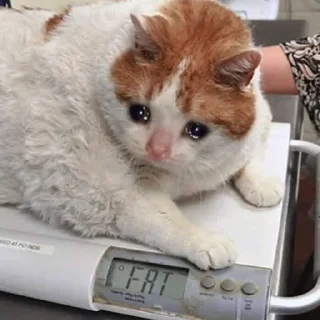 😩-Забавные животные 2 (@safthome), Telegram Sticker