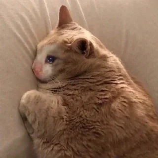 😭-Забавные животные 2 (@safthome), Telegram Sticker