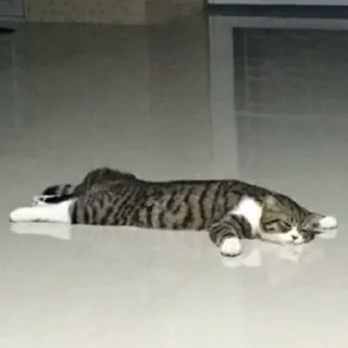 😴-Забавные животные 2 (@safthome), Telegram Sticker