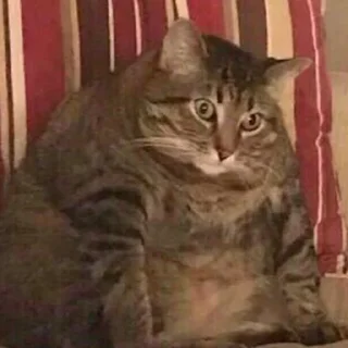 😟-Забавные животные 2 (@safthome), Telegram Sticker