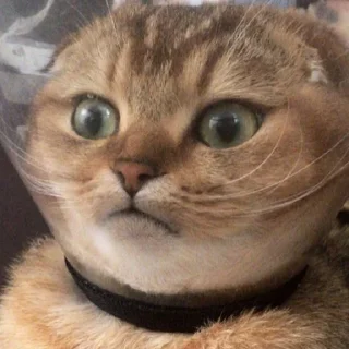 😐-Забавные животные 2 (@safthome), Telegram Sticker