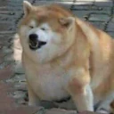 😩-Забавные животные 2 (@safthome), Telegram Sticker