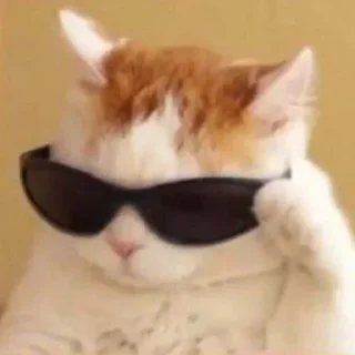 😎-Забавные животные 2 (@safthome), Telegram Sticker
